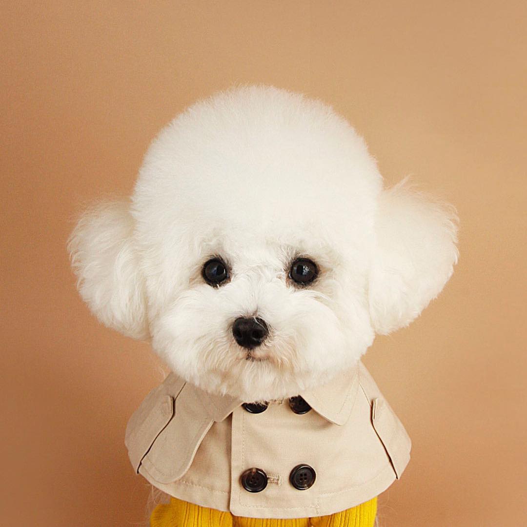 B's Teddy Bichon,Corgi,French Dou,British-style Straps Sell Cute Saliva Towels,Dog Scarves,Dog Windbreakers And Cloaks