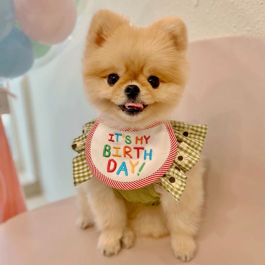 Korean Happy Birthday Embroidered Dog Bib Pet Cat Dog Bib Saliva Towel