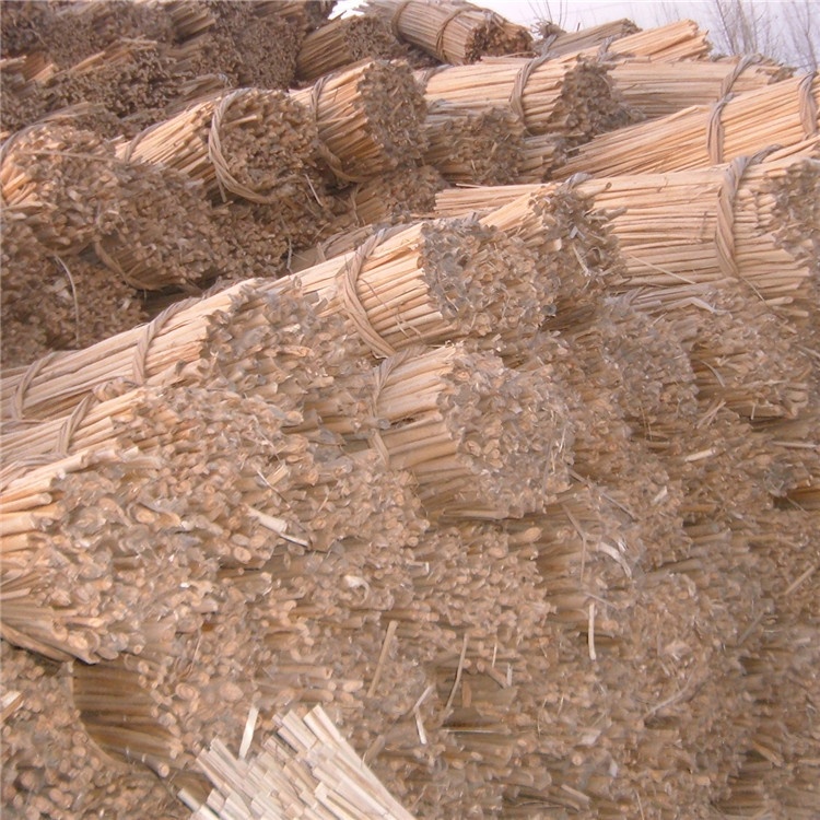 Ready-to-use Raw Materials For Plants:Cattail Roots,Cattail Seedlings,Harvested Cattail Leaves,Cattail Grass