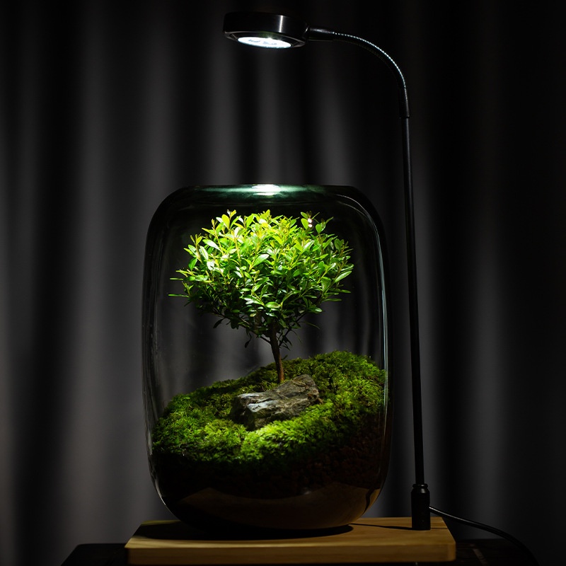 Desktop Micro Landscape Vase DIY:Green Plant Ecosystem Bottle With Moss,Easy-Care Terrarium,Modern Minimalist Vase