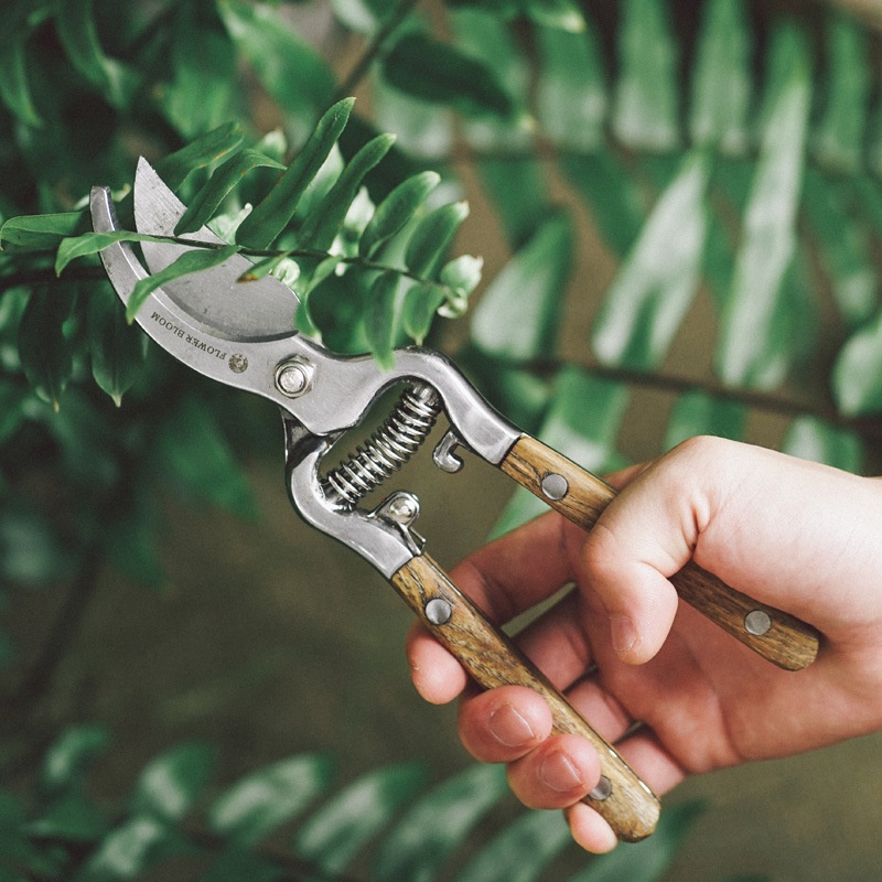 Direct Sale Ash Wood Pruning Shears Garden Gardening Scissors Garden Tools Fruit Tree Branch Scissors