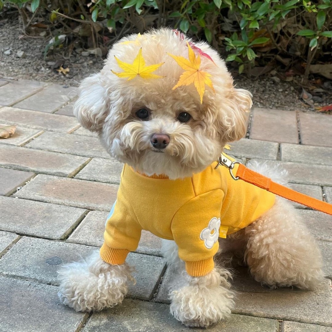 Korean Version Of Winter Year Products For Cats And Dogs Pets Plus Velvet High Collar Embroidery Warm Sweater Bottoming Shirt Jacket Clothes