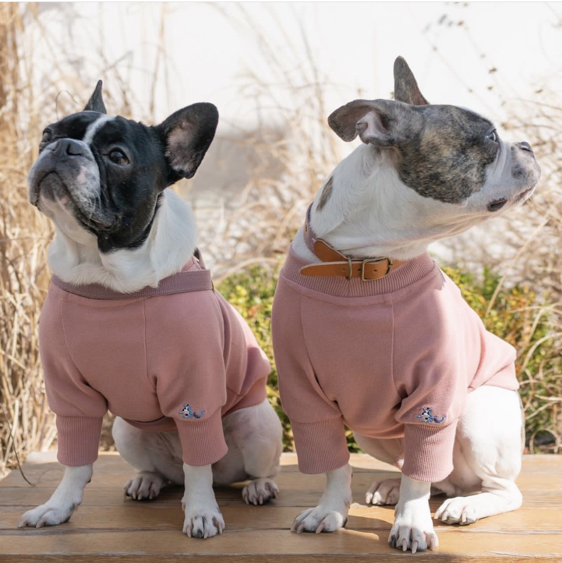 Spring Pet Dog Cat Embroidery Sweater Color Korean Version Jacket Pullover Outing Clothes Home Clothes Clothes