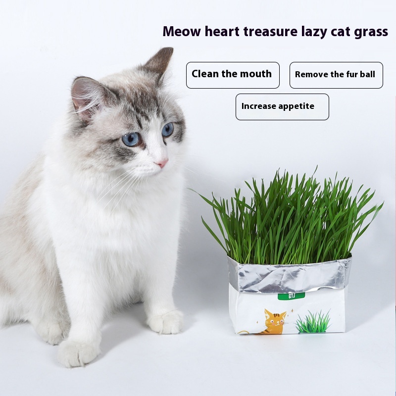 Cat Soilless Lazy Hydroponic Cat Grass Portable Seed Pack Cat Snacks Spit Hair Ball Remove Hair Ball Pet Cat Food