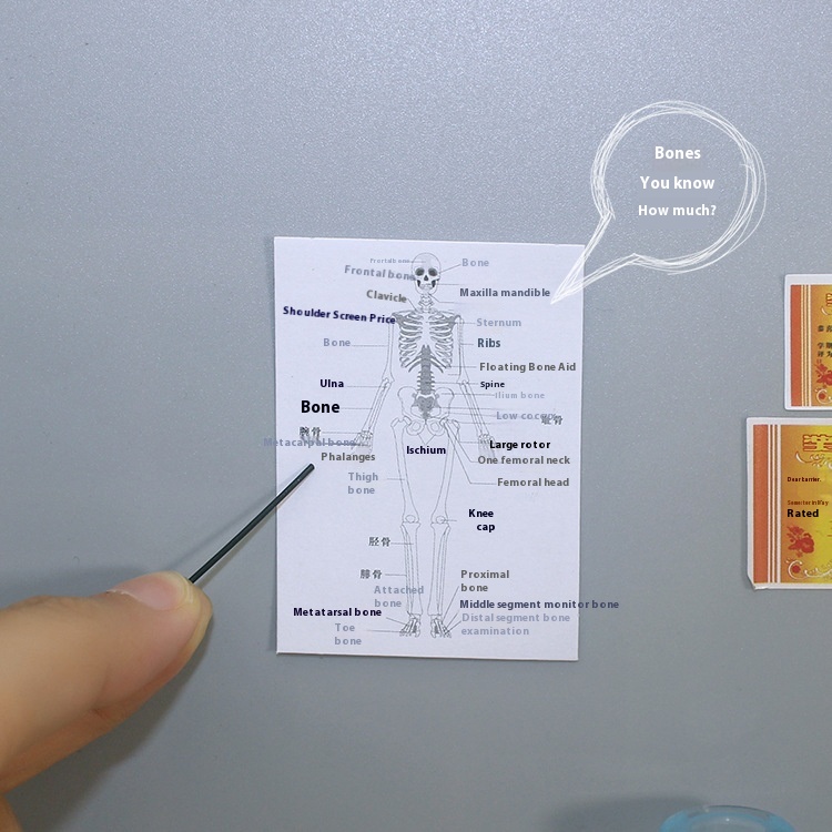 52 DOLLHOUSEDollhouse Accessories Miniature Model Toy Creative Ob11 Simulation Human Body Structure Diagram Z364